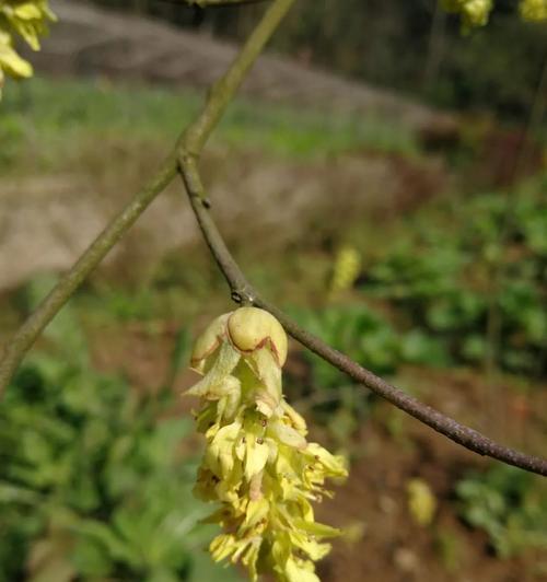 蜡瓣花怎样种植？种植蜡瓣花有哪些技巧？