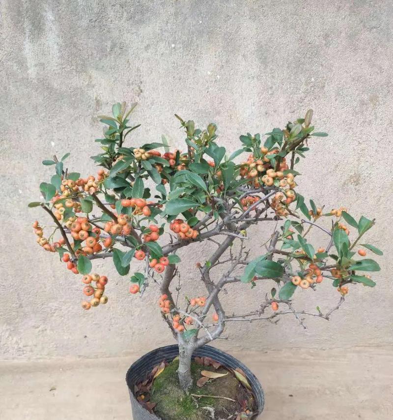 火棘夏季移栽需要注意什么？