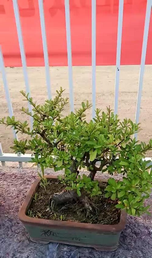 火棘夏季移栽需要注意什么？