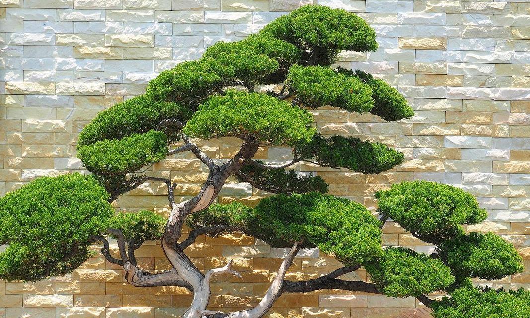阿尔泰毛茛如何种植？种植阿尔泰毛茛的步骤是什么？