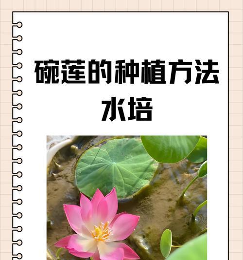 莲如何种植？莲的种植步骤和技巧是什么？