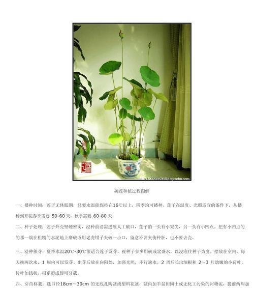 莲如何种植？莲的种植步骤和技巧是什么？