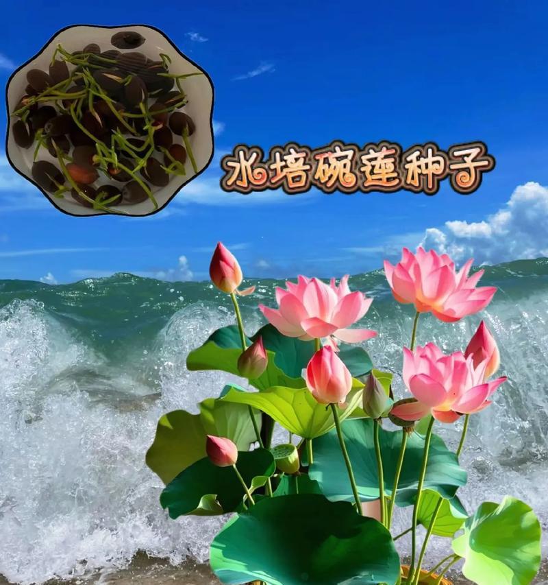 莲如何种植？莲的种植步骤和技巧是什么？