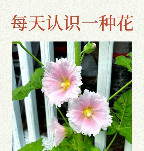 一丈红怎么种？种植一丈红有哪些要点？