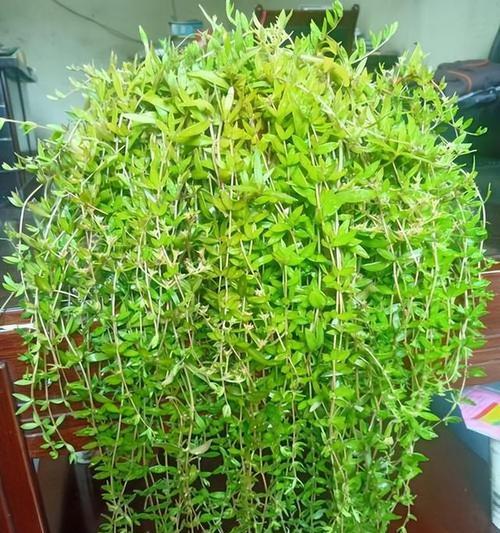 垂盆草怎么种植？垂盆草的繁殖和养护方法是什么？