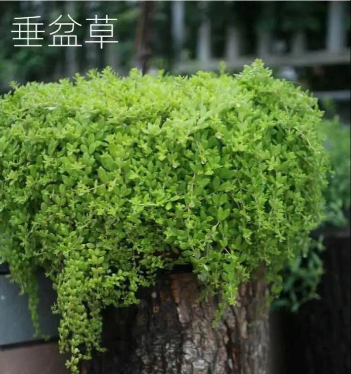 垂盆草怎么种植？垂盆草的繁殖和养护方法是什么？