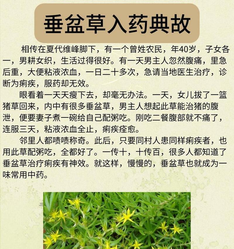 垂盆草怎么种植？垂盆草的繁殖和养护方法是什么？