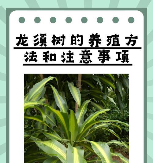 安龙花的种植技巧是什么？如何确保其健康生长？