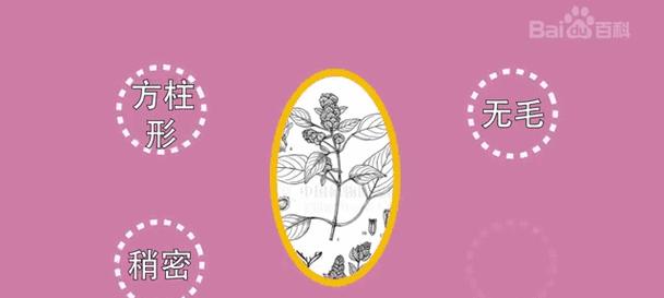 安龙花的种植技巧是什么？如何确保其健康生长？