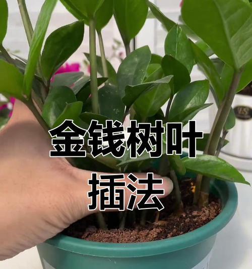 金钱树的最佳扦插时间是什么时候？扦插金钱树有哪些技巧？