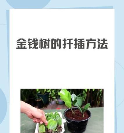 金钱树的最佳扦插时间是什么时候？扦插金钱树有哪些技巧？