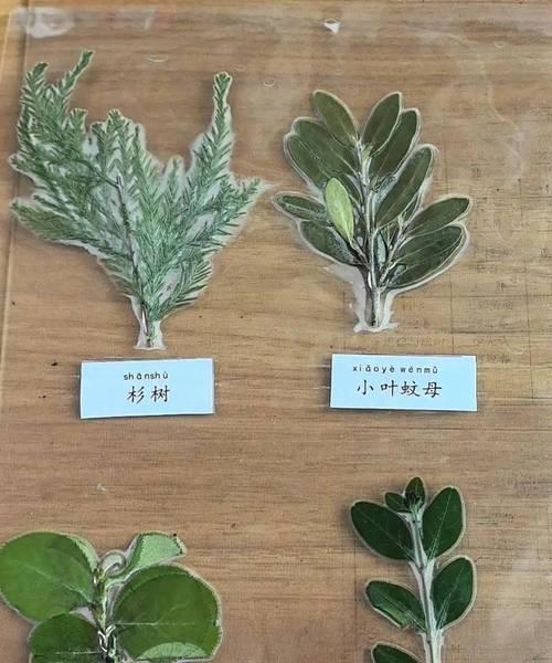 学校环境适合种植哪些树种？选择树种时应考虑哪些因素？