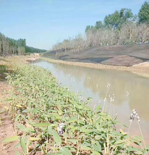 哪些植物适合用于池塘固土护坡？选择时应注意什么？