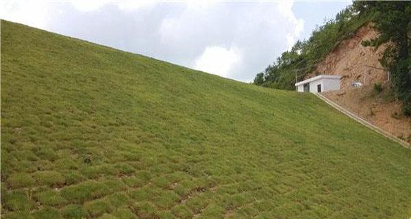 哪些植物适合用于池塘固土护坡？选择时应注意什么？