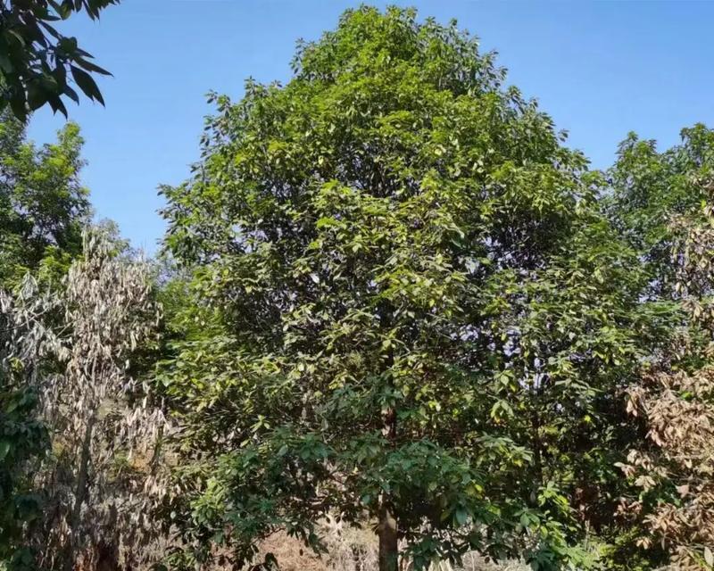 浙江楠如何种植？种植浙江楠有哪些步骤？