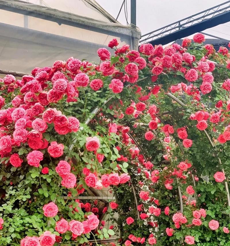 蔷薇花在北方能存活吗？