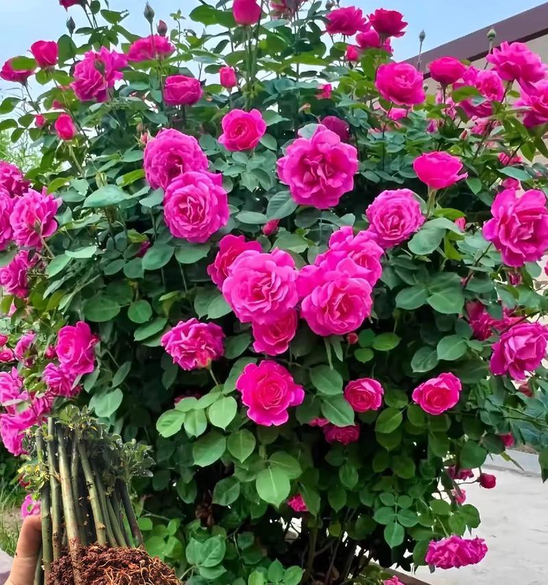 蔷薇花在北方能存活吗？