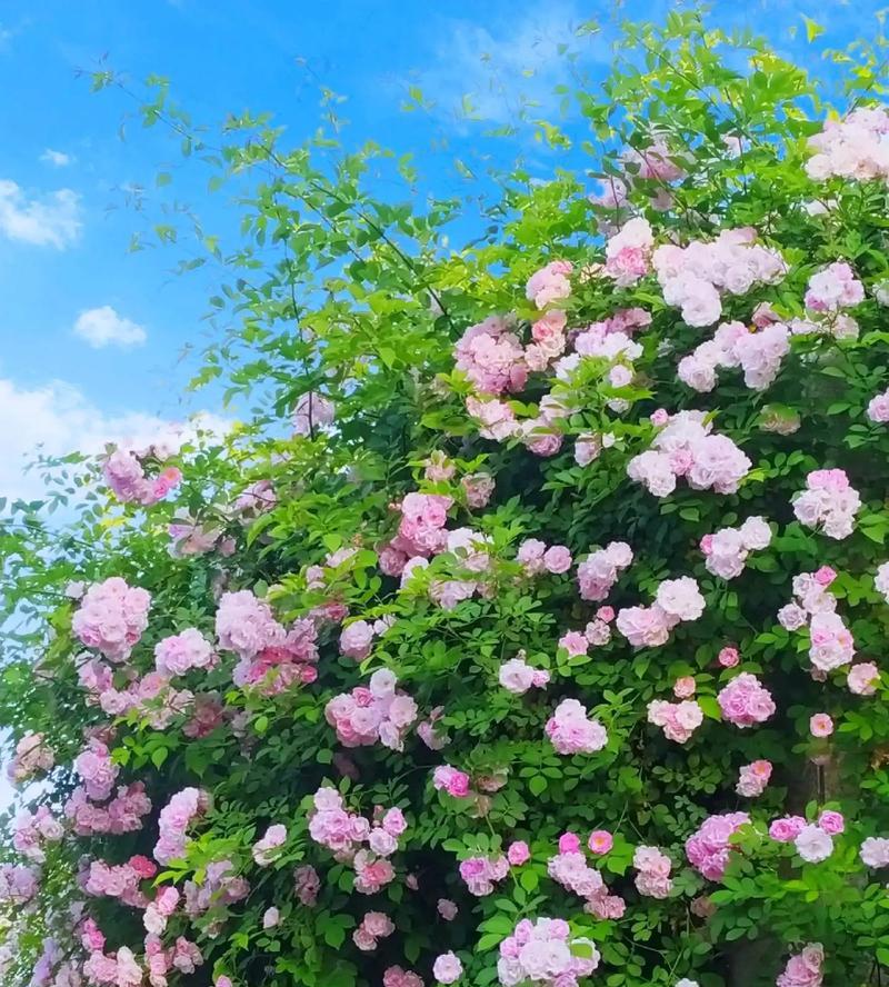 蔷薇花在北方能存活吗？