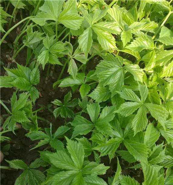 爬山虎种子发芽需要多长时间？如何加速发芽过程？