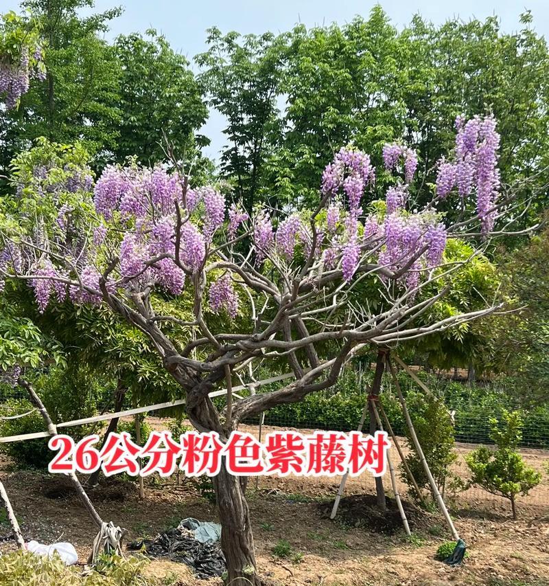 紫藤树能通过插枝存活吗？紫藤树插枝的正确方法是什么？
