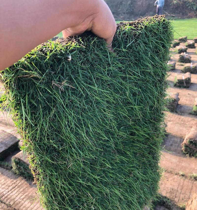 百慕大草什么时候种植最佳？种植时间对生长有何影响？