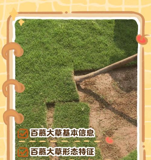 百慕大草什么时候种植最佳？种植时间对生长有何影响？