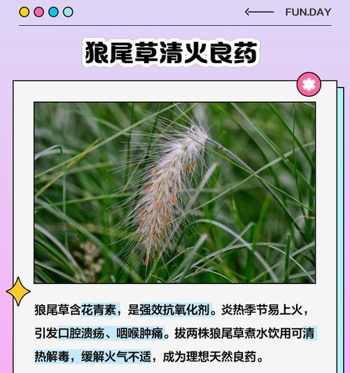 狼尾草的种植和管理要点是什么？狼尾草种植有哪些常见问题？