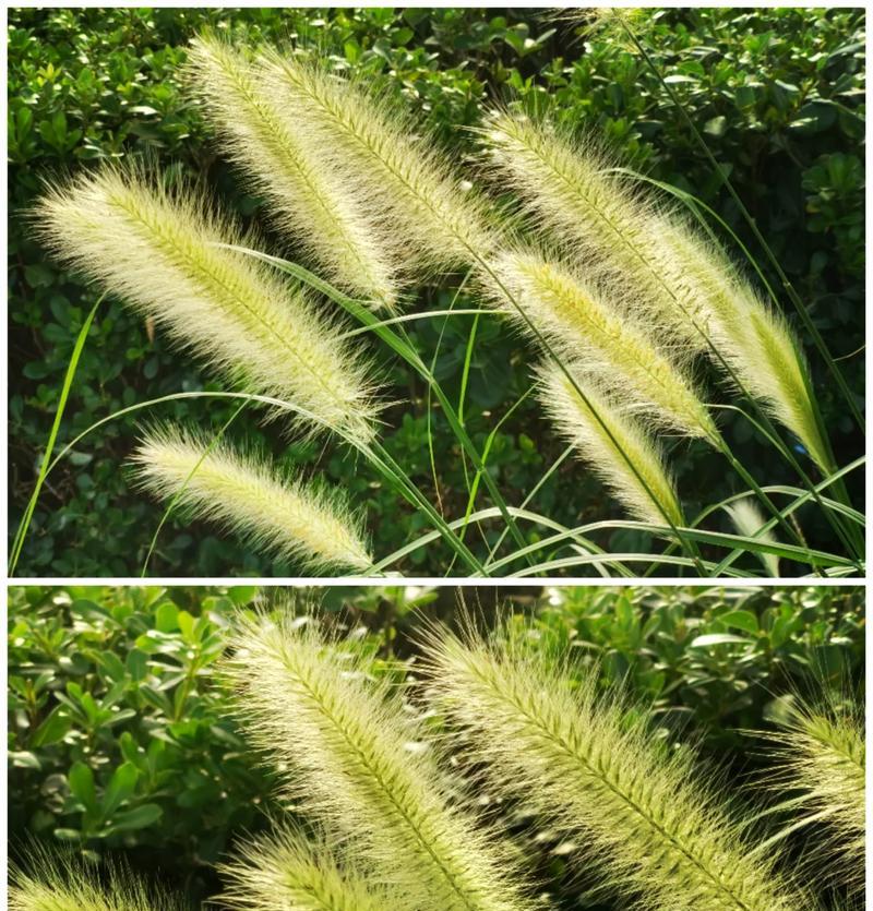 狼尾草的种植和管理要点是什么？狼尾草种植有哪些常见问题？