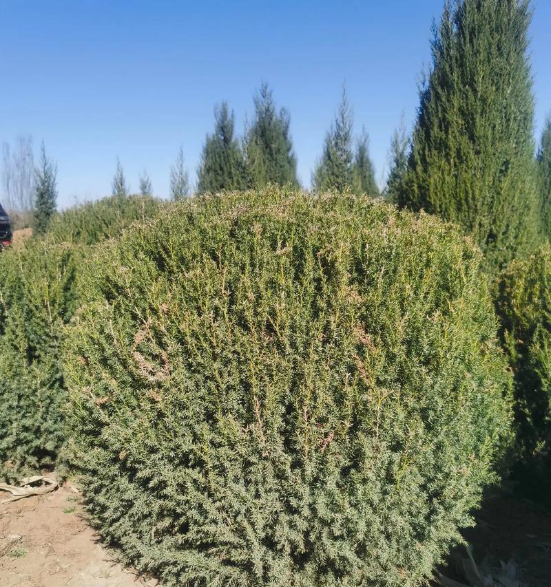 桧柏种植的最佳季节和方法是什么？