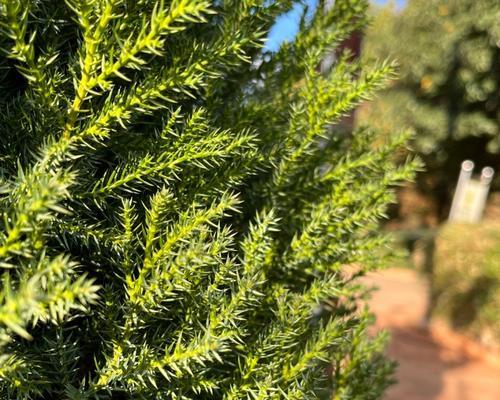 桧柏种植的最佳季节和方法是什么？