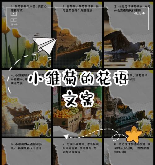 雏菊的花语有哪些含义？雏菊代表的寓意是什么？