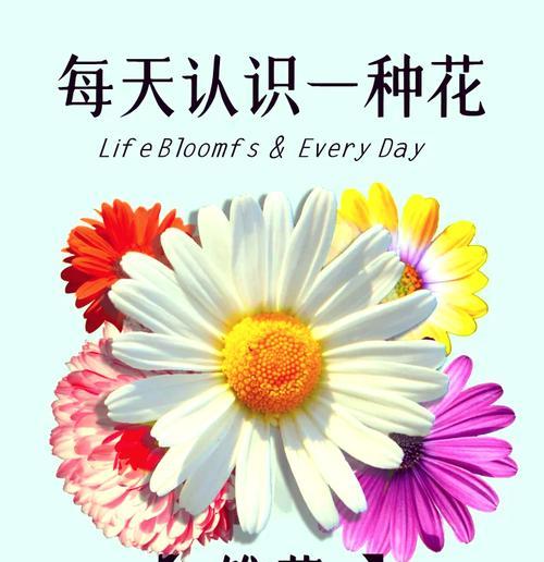 雏菊的花语有哪些含义？雏菊代表的寓意是什么？