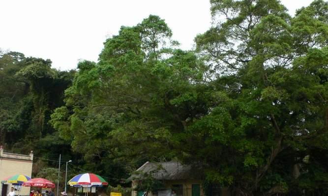 红罗盘如何种植？种植技巧有哪些？