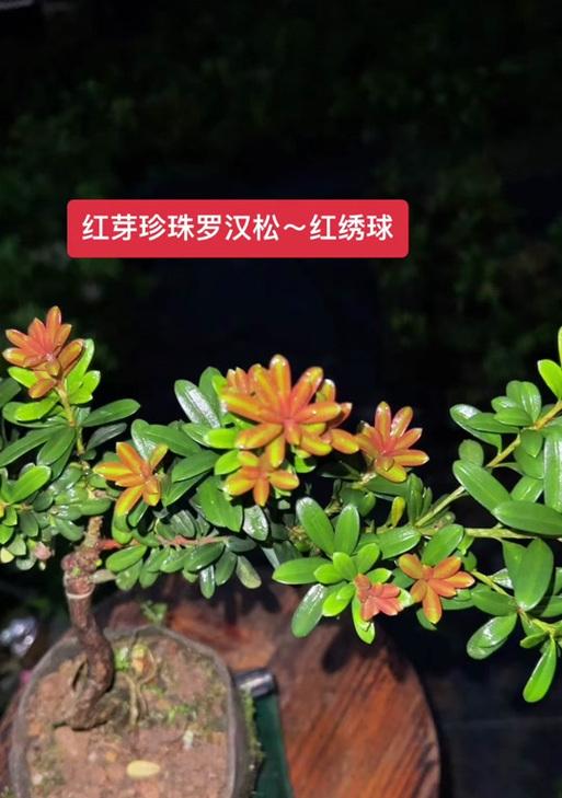 红罗盘如何种植？种植技巧有哪些？