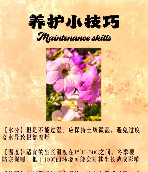 哪些花与牵牛花相似？如何区分牵牛花和其他类似花卉？