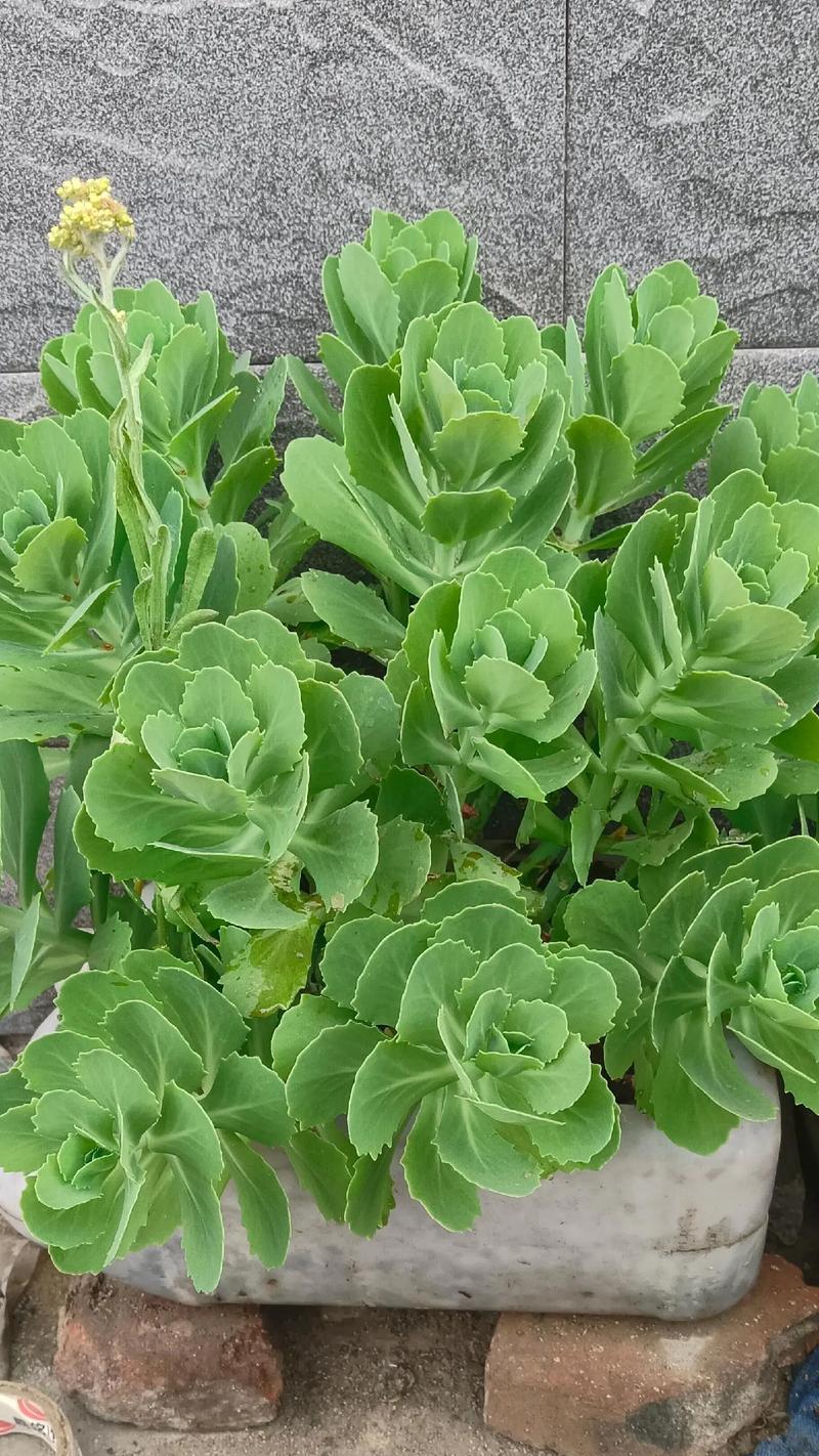 八宝景天如何种植？种植八宝景天有哪些常见问题？