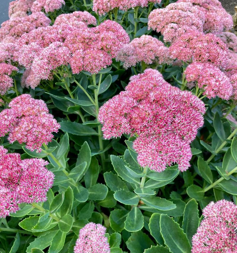 八宝景天如何种植？种植八宝景天有哪些常见问题？