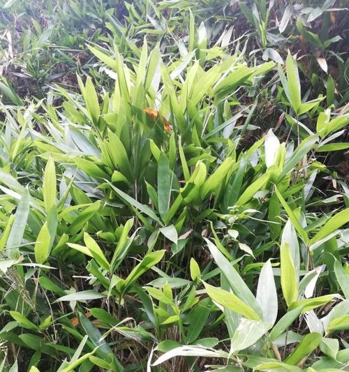 阔叶箬竹怎样种植？种植阔叶箬竹有哪些要点？