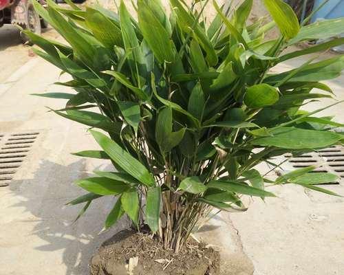 阔叶箬竹怎样种植？种植阔叶箬竹有哪些要点？