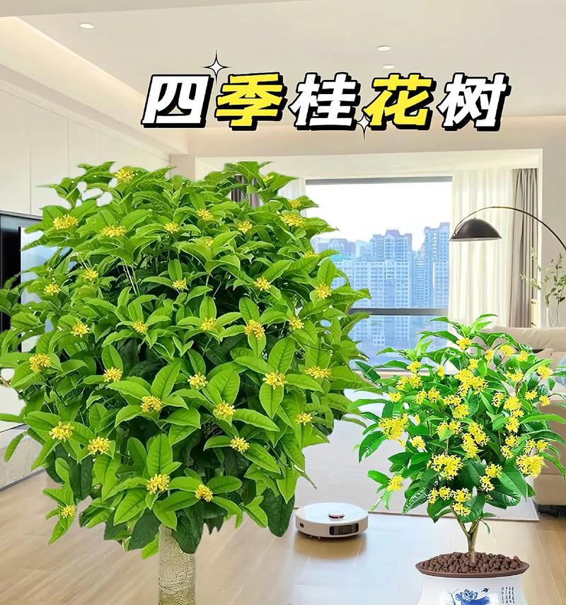 什么树在哪个季节最美？如何选择最佳观赏季节的树木？