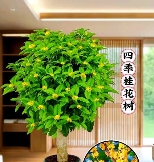 什么树在哪个季节最美？如何选择最佳观赏季节的树木？