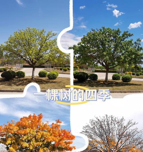 什么树在哪个季节最美？如何选择最佳观赏季节的树木？