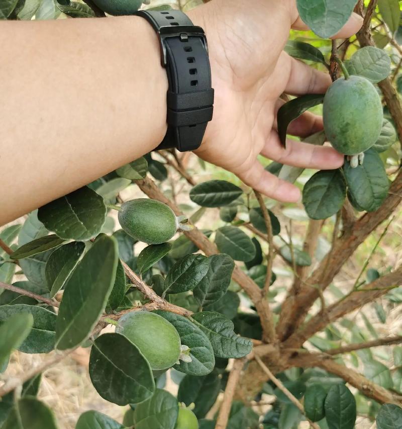 非油果的种植技巧是什么？如何提高产量？