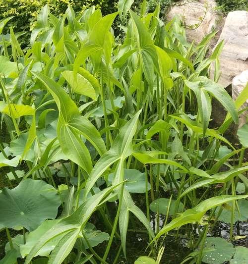 慈姑的种植方法是什么？慈姑种植的常见问题有哪些？