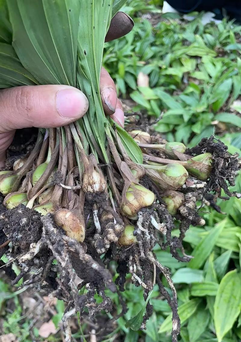 慈姑的种植方法是什么？慈姑种植的常见问题有哪些？