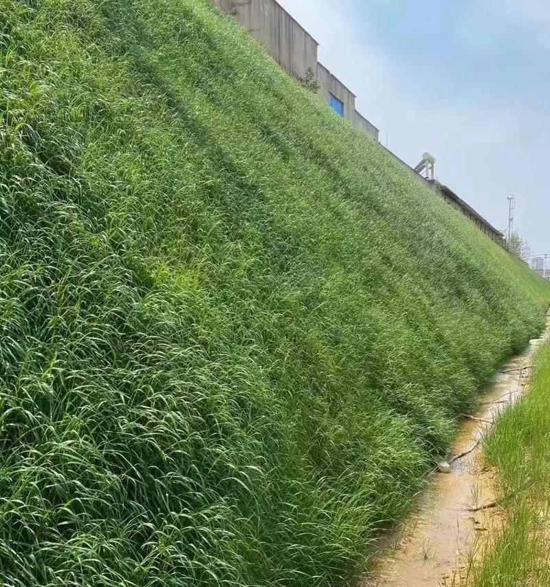百慕大草种一公斤多少钱？购买时应该注意什么？