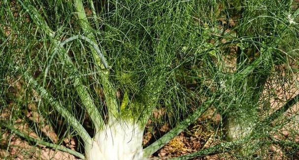 细果角茴香怎么种植？种植细果角茴香的技巧是什么？