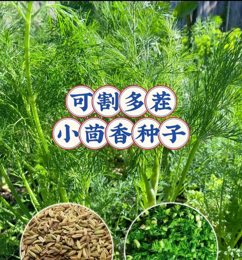 细果角茴香怎么种植？种植细果角茴香的技巧是什么？