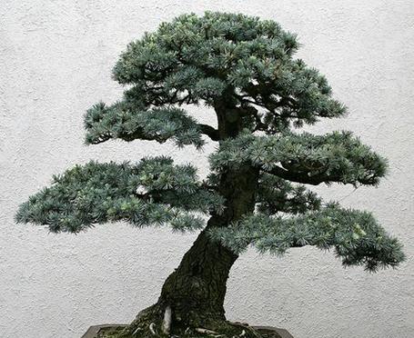 雪松在园林景观中如何应用？雪松的应用有哪些特点？