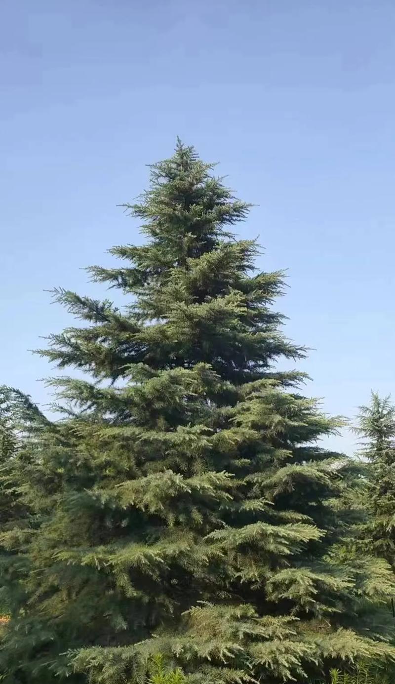 雪松在园林景观中如何应用？雪松的应用有哪些特点？